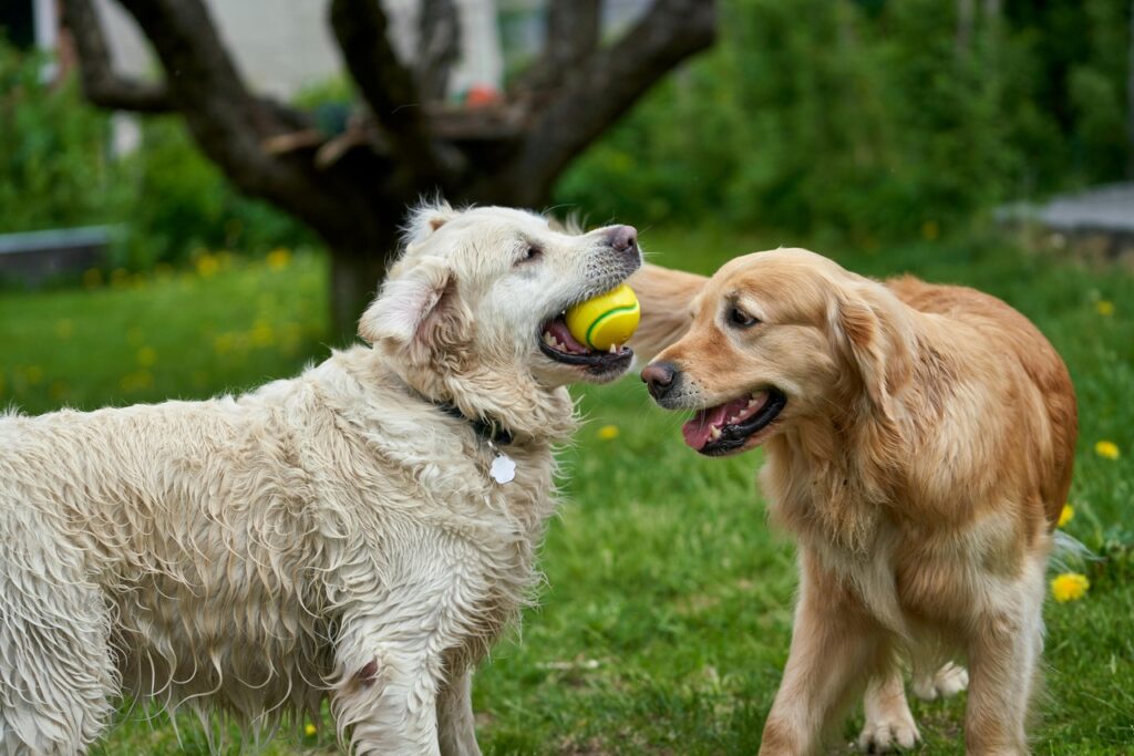 Golden Retriever playing with fetch toy