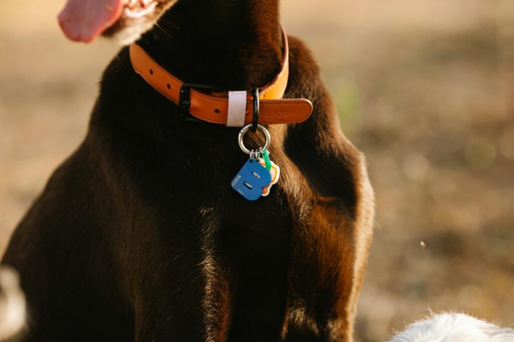 Dog with ID tags