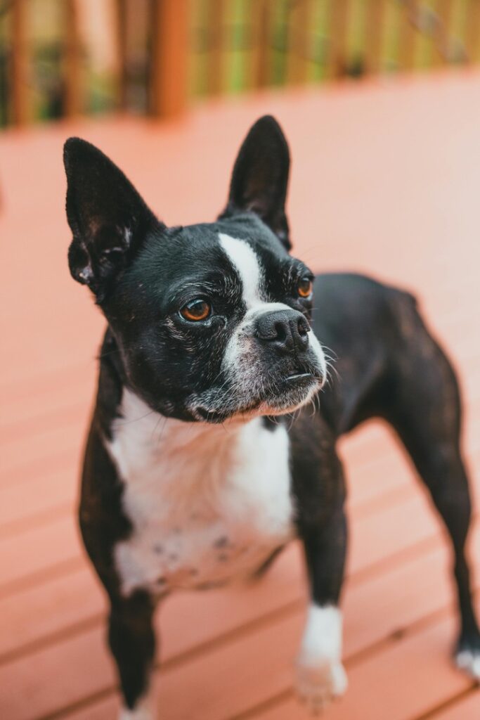 Boston Terrier