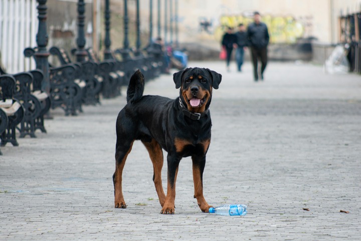 A vigilant Rottweiler