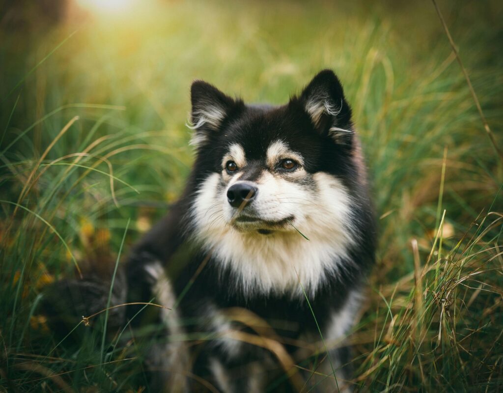 Finnish Lapphund outdoors