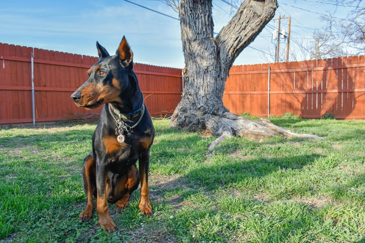 A Doberman Pinscher in a backyard