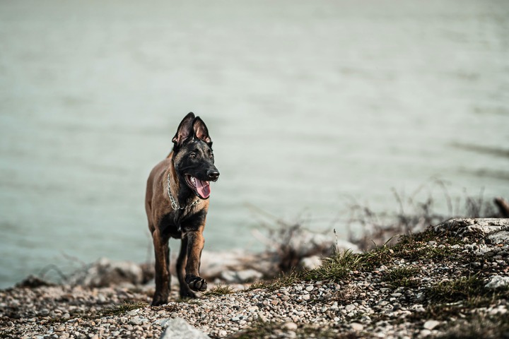 Belgian Malinois at a riverside