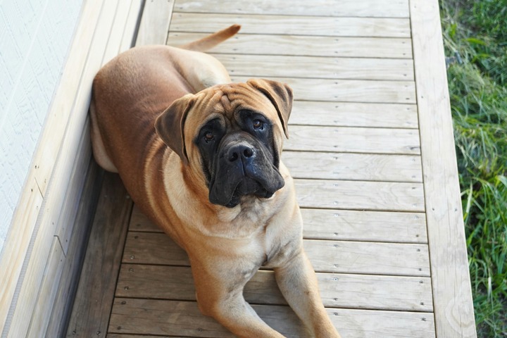 Bullmastiff staring at us