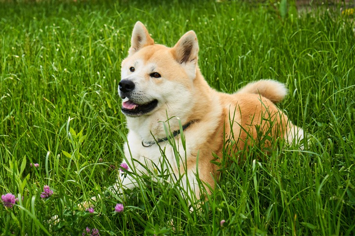 Akita in meadows