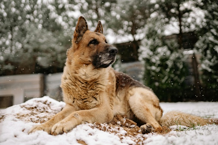 German shepherd resting