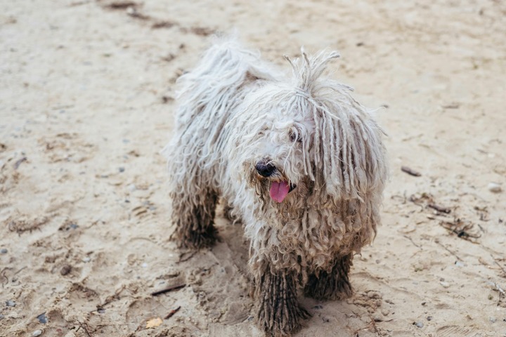 Komondor outdoor