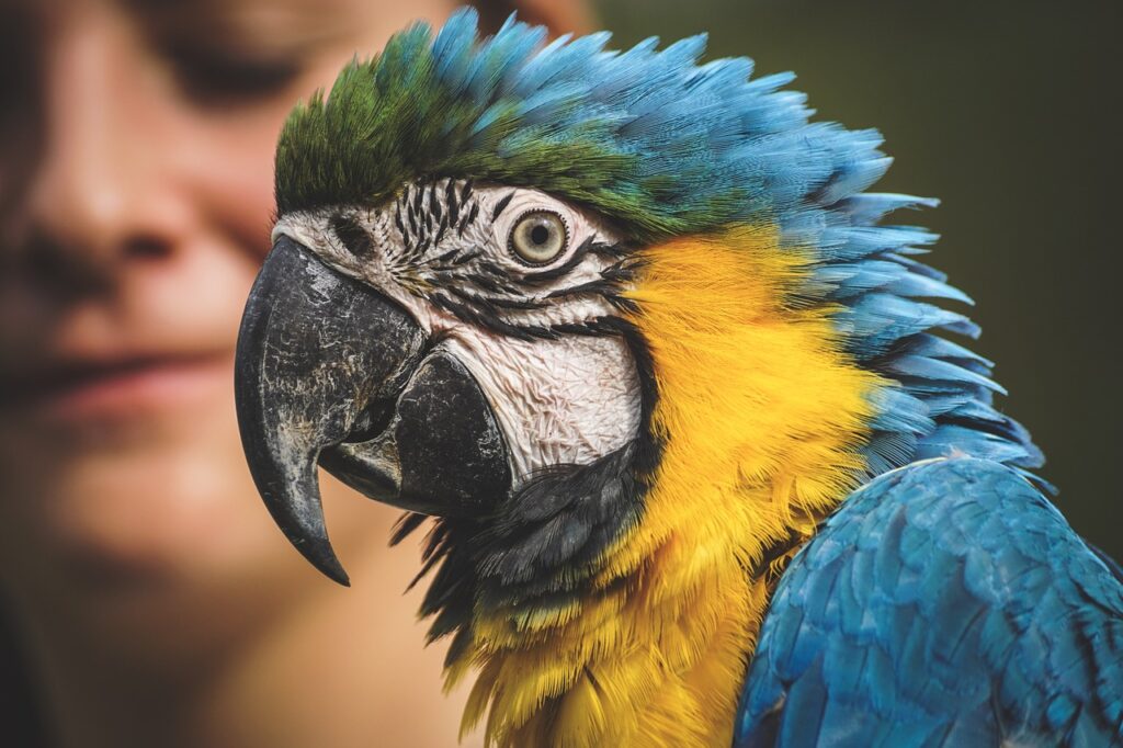 Macaw