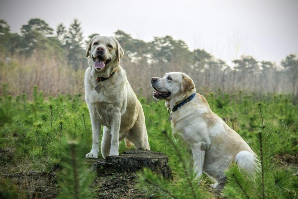 Couple of Labrador Retriever