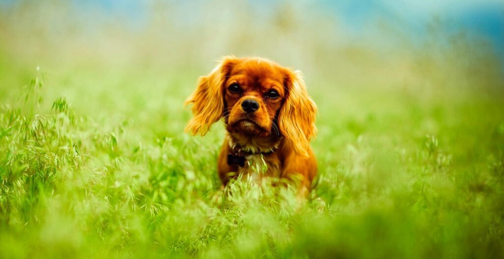 Cavalier King Charles Spaniel in a grass field