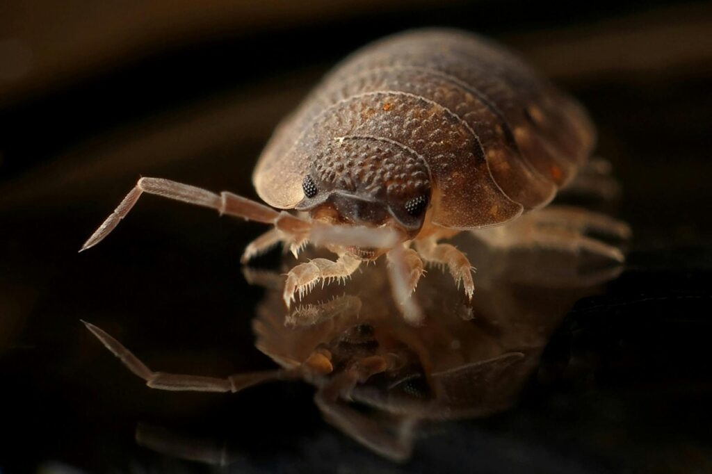 Closeup of a bed bug