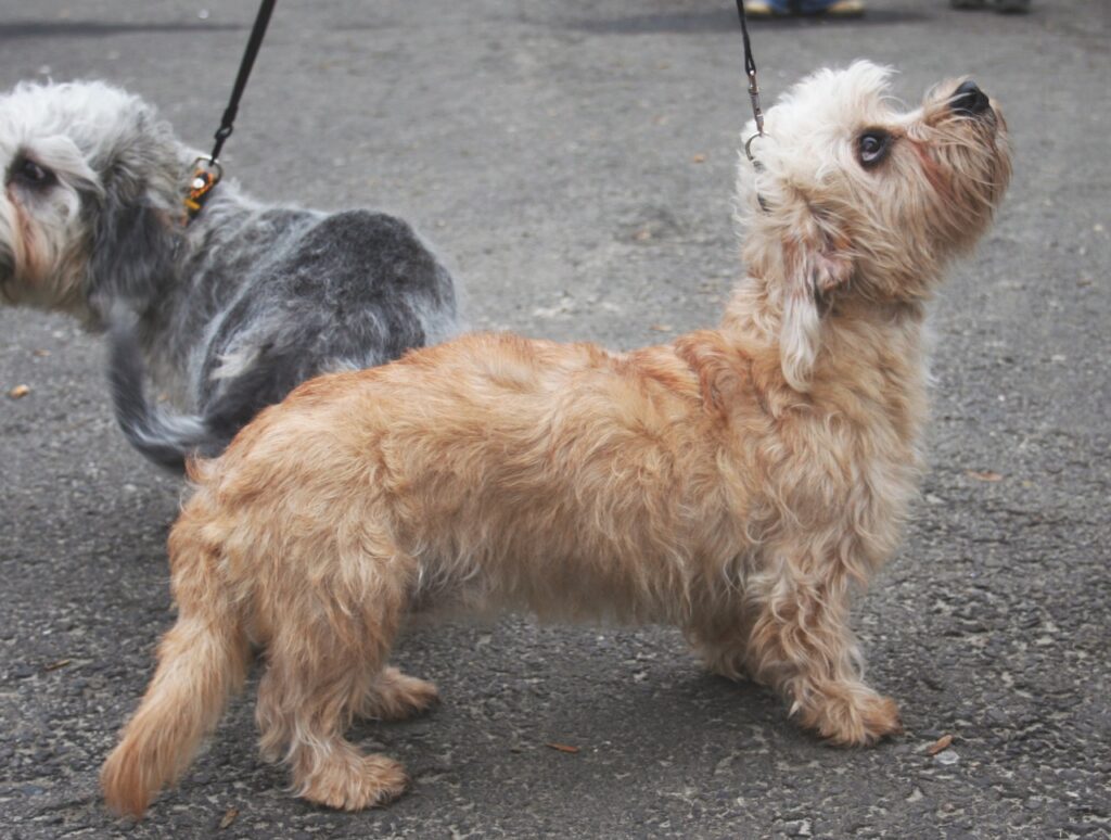 Couple of Dandie Dinmont Terrier