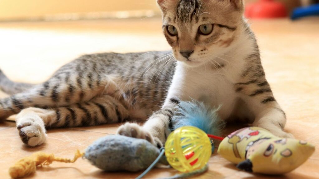cat and toys