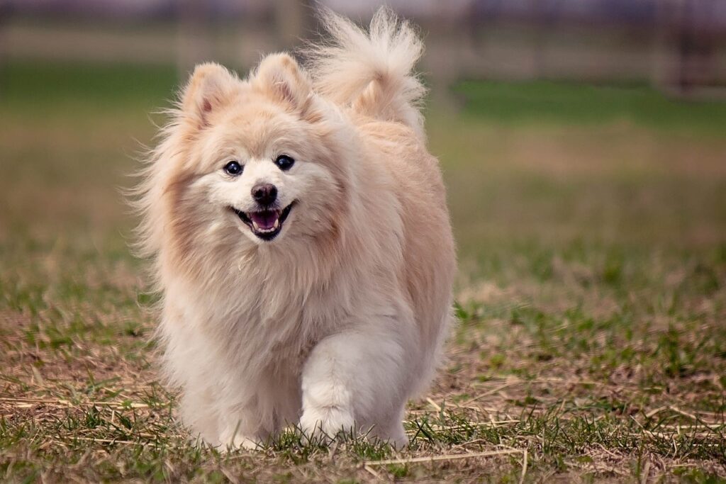 Pomeranian on a run