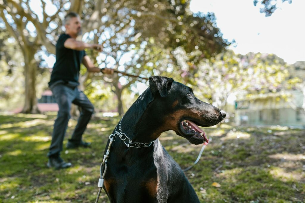 Doberman being trained