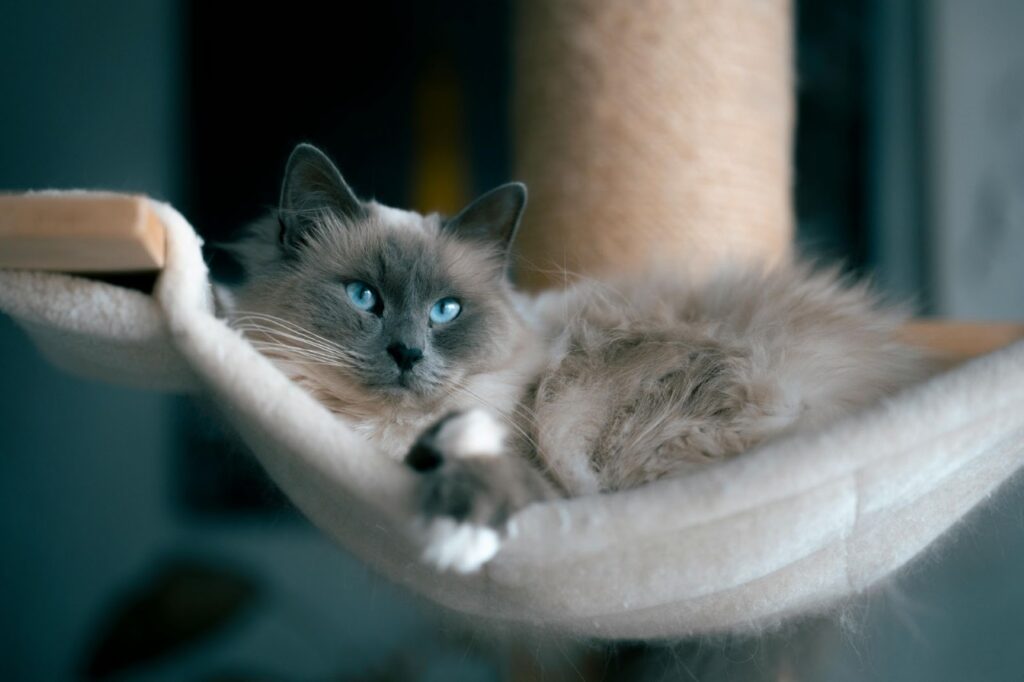 Ragdoll