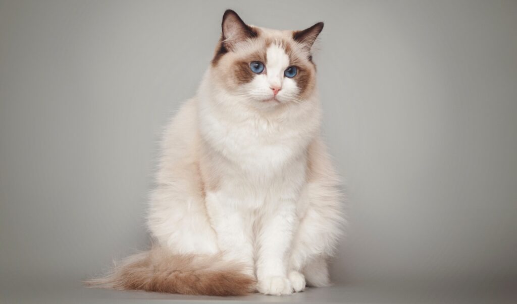 Ragdoll with grey background