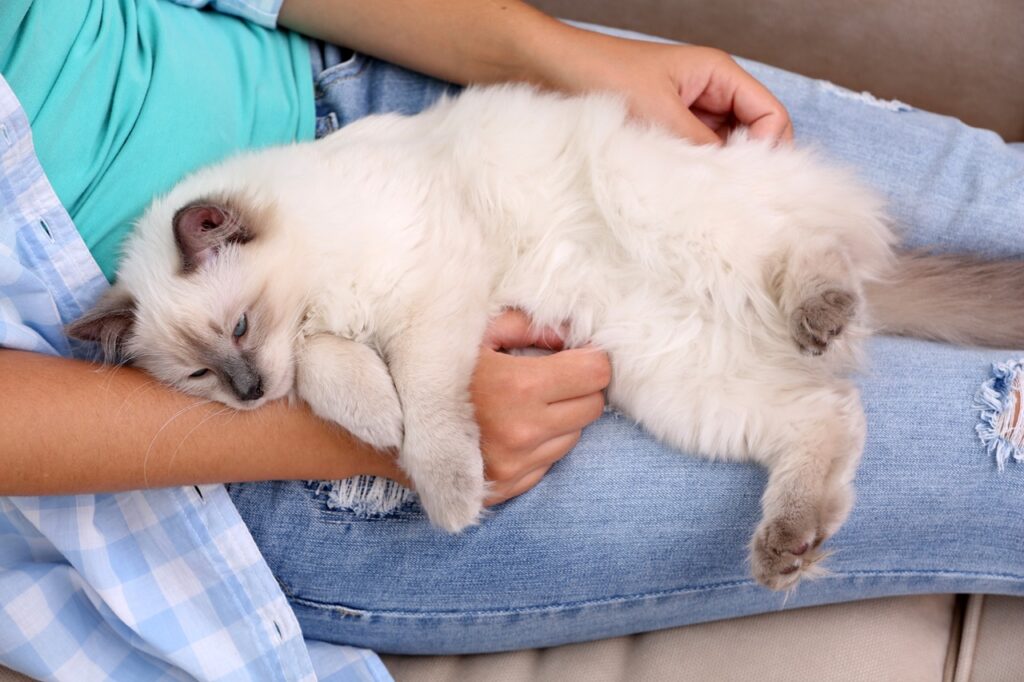 Ragdoll cat in lap