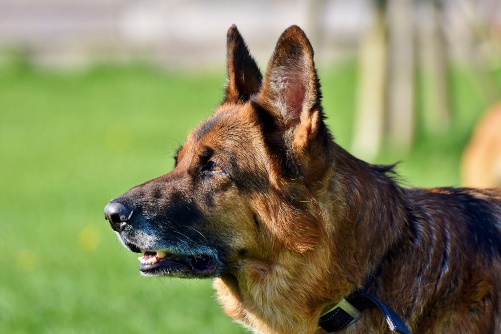 Close up shot of German Shepherd