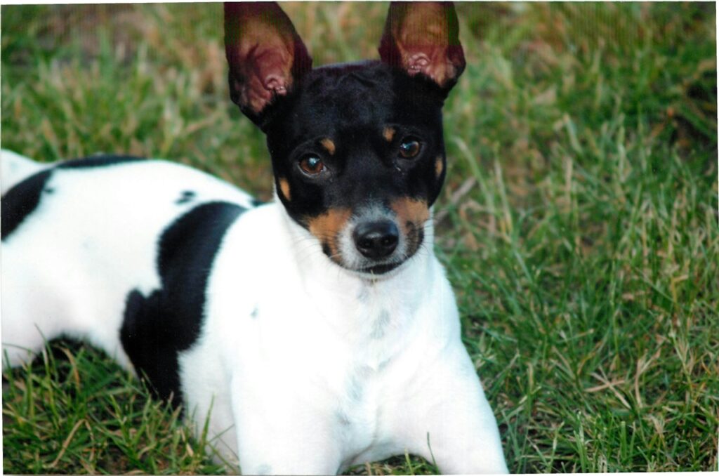 Rat Terrier 