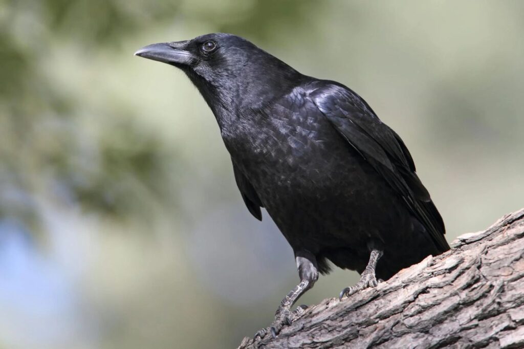 A raven on a tree