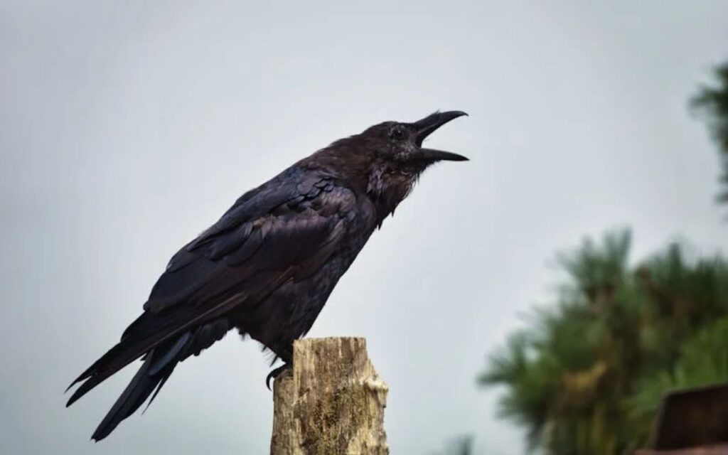 A crowing raven