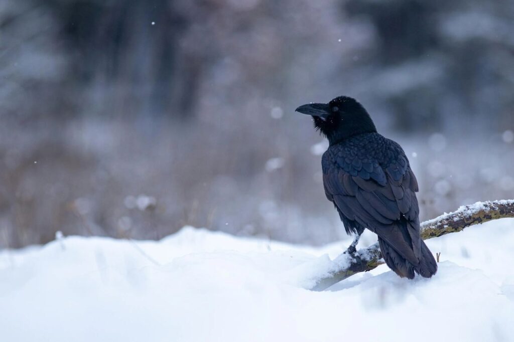 A raven in the snowy environment