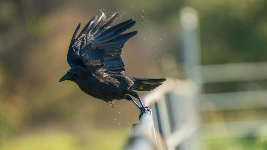 A flying raven