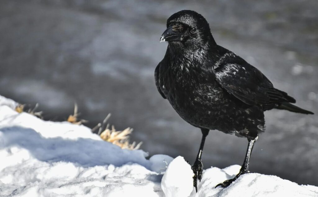 Raven in snow