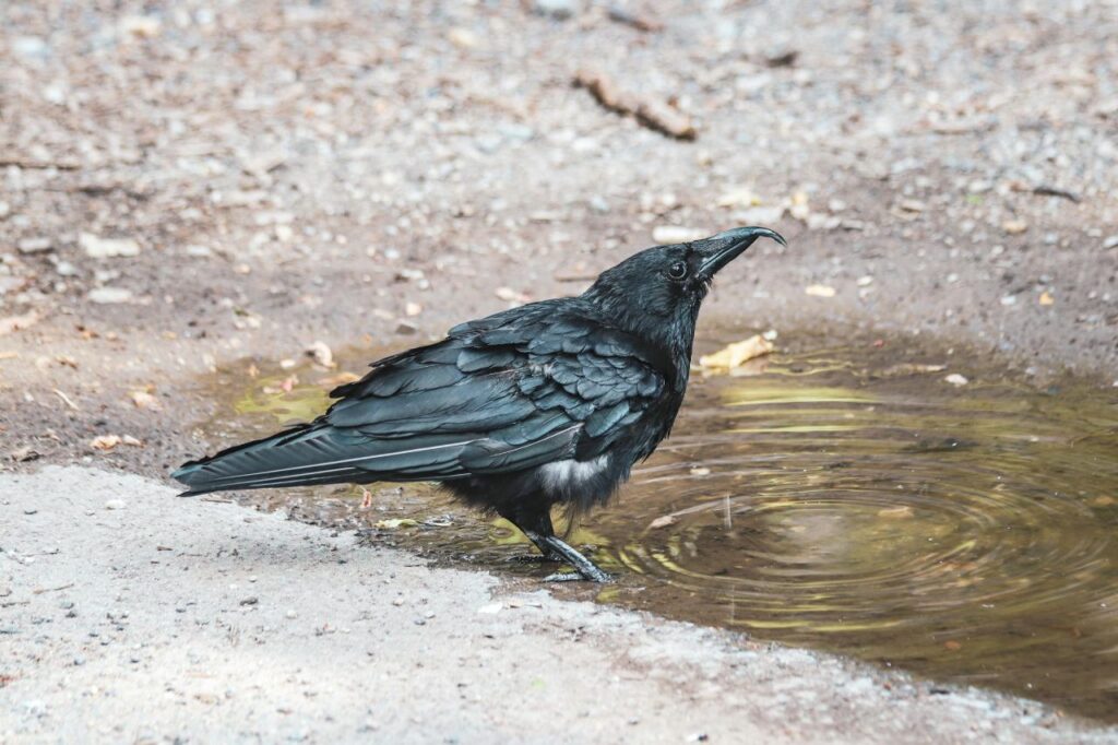 A Raven by a pool of water