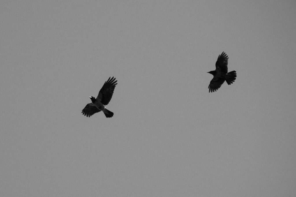 A pair of ravens in the sky