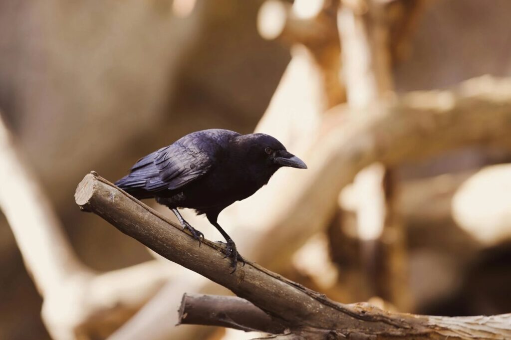 Raven on a branch of a tree