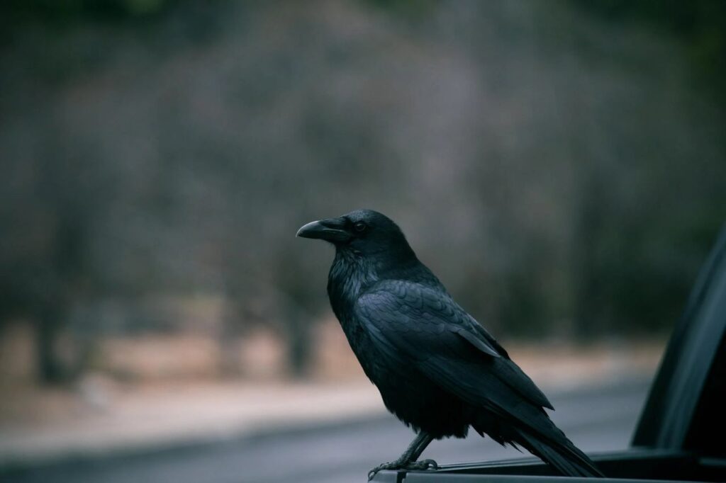 A raven on the back of a trailer