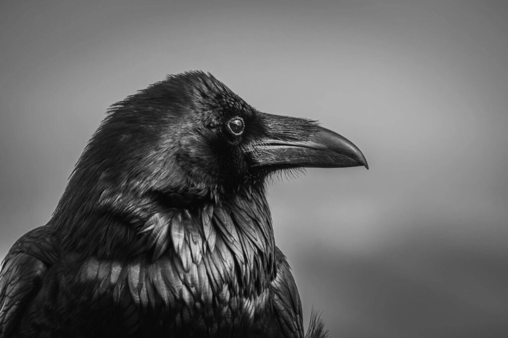 Closeup shot of a raven's head