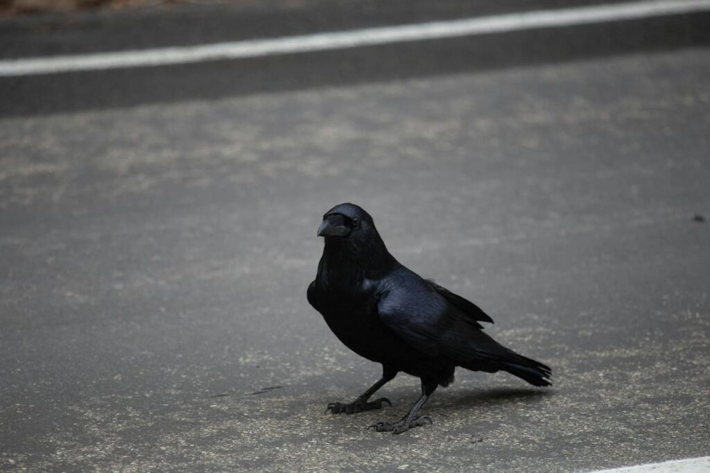 A raven on the road