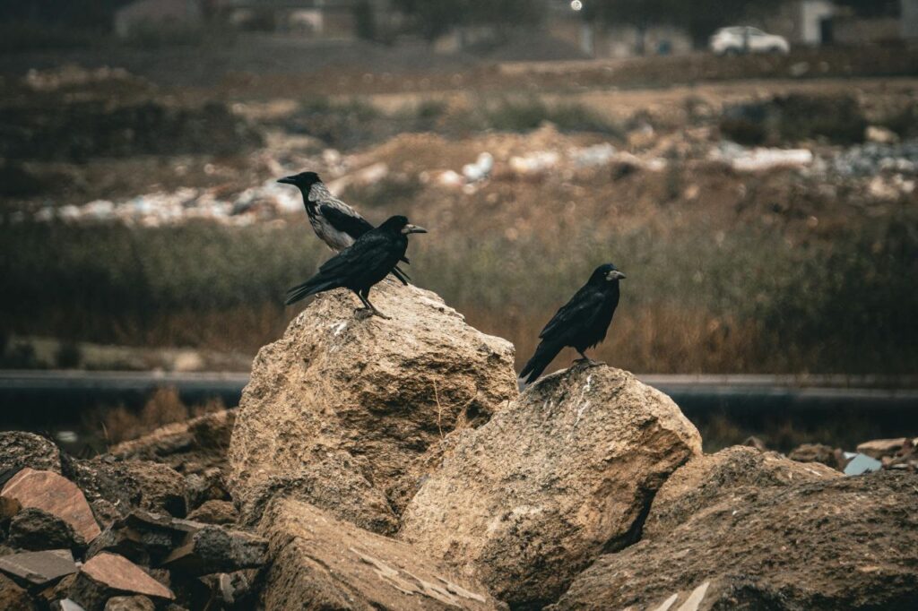 A pack of ravens