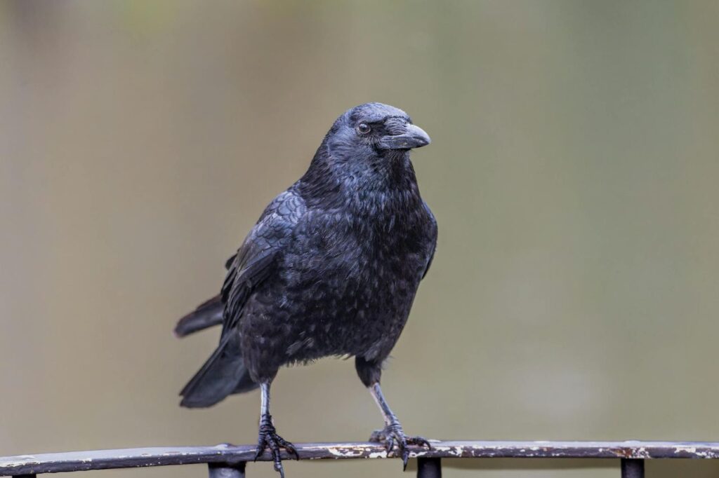 Raven resting on a metal frame
