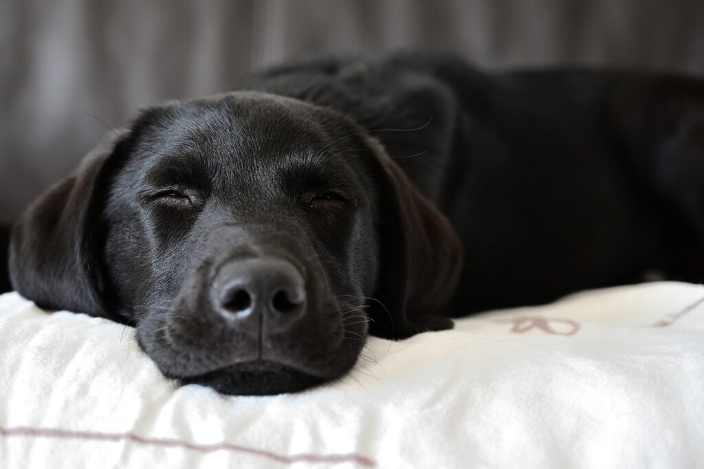Retriever sleeping in Bed