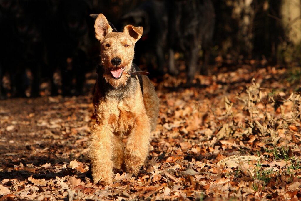 Welsh Terrier outdoors