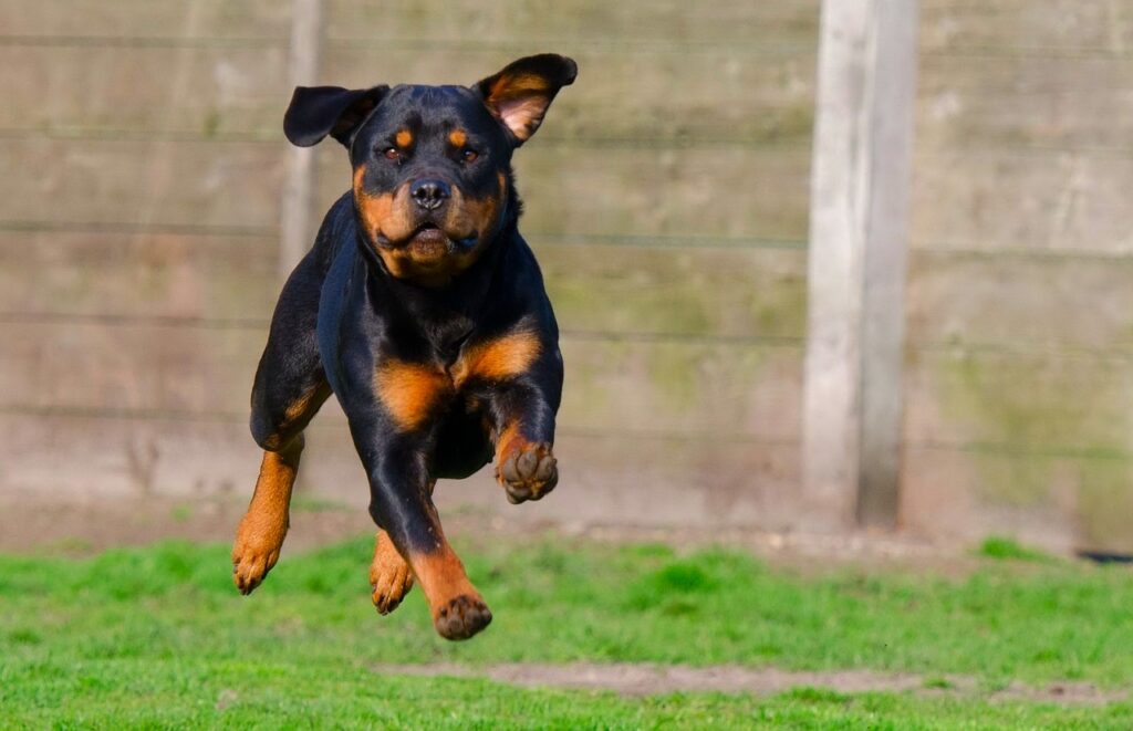 Rottweiler Jumping