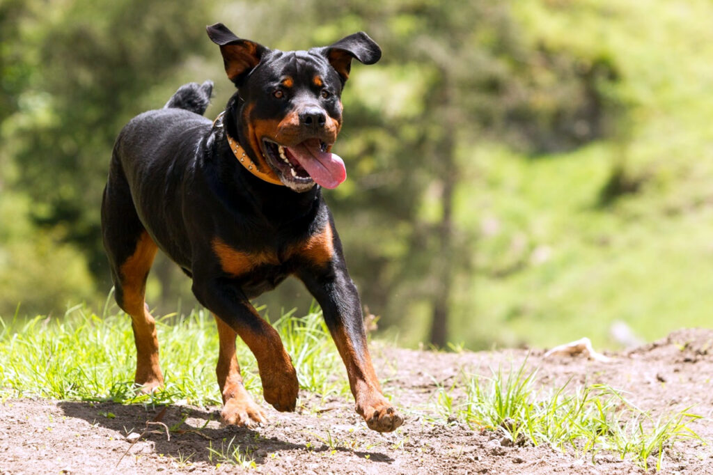 Running Rottweiler