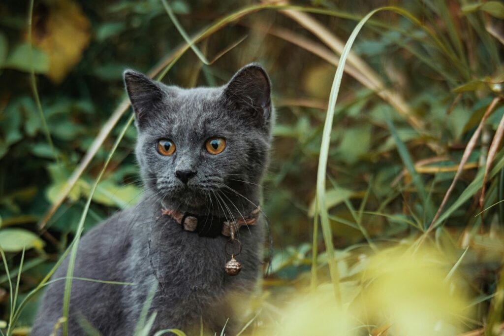 A Russian Blue cat