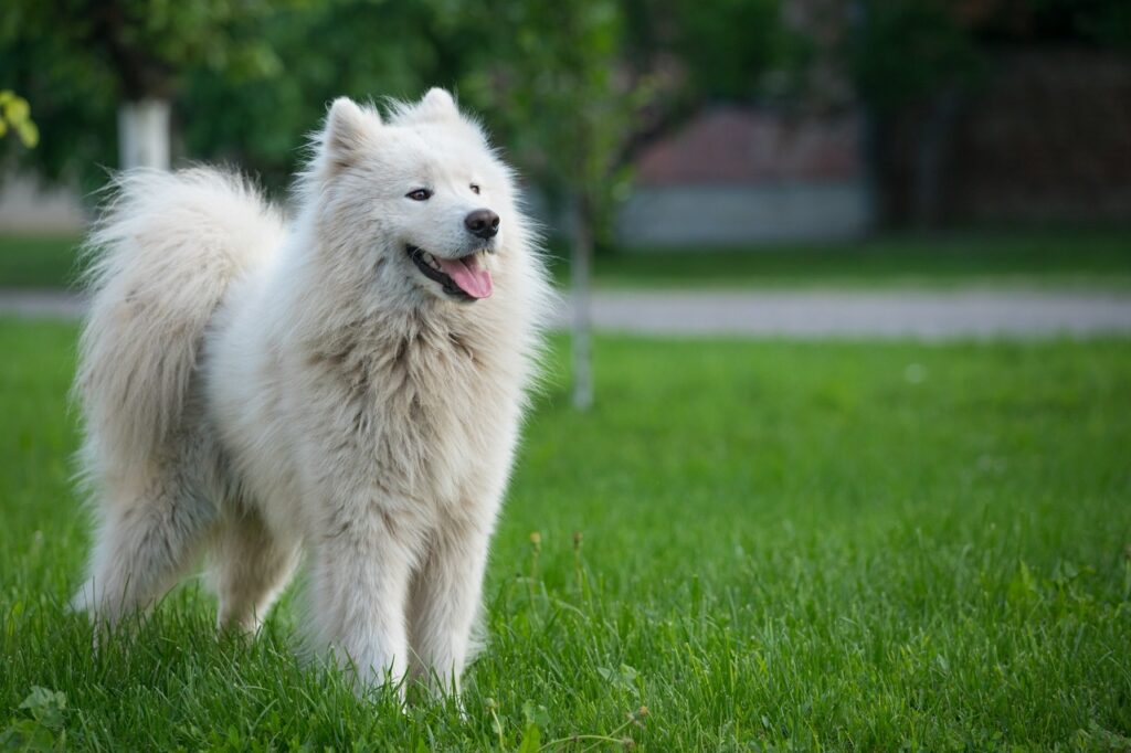 Samoyed Dog