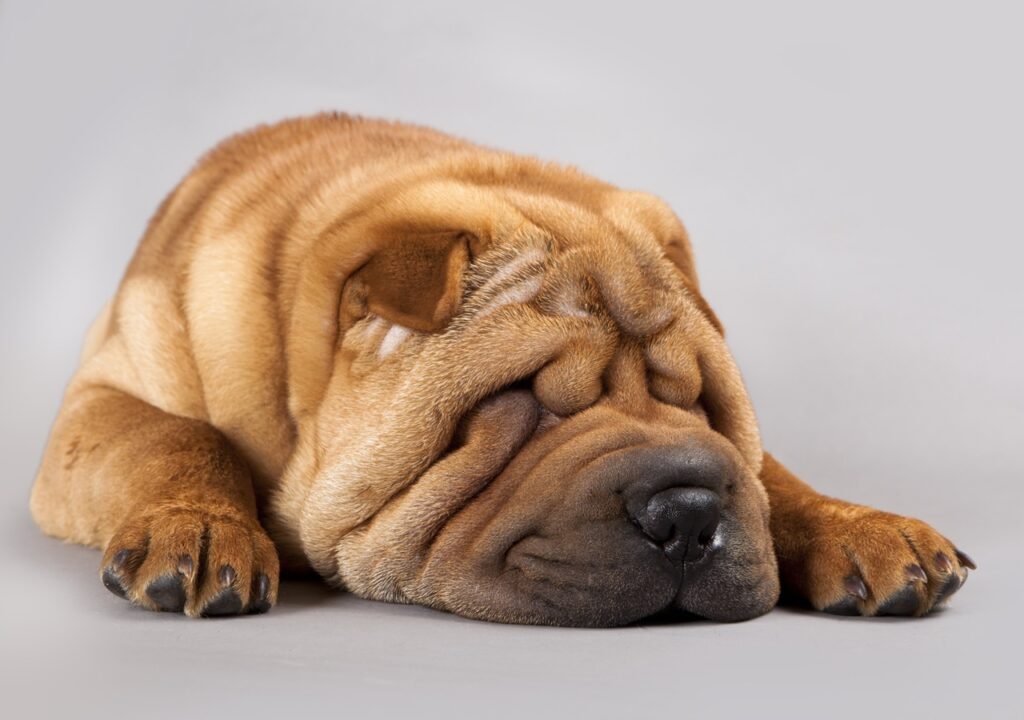 Shar Pei puppy sleeping
