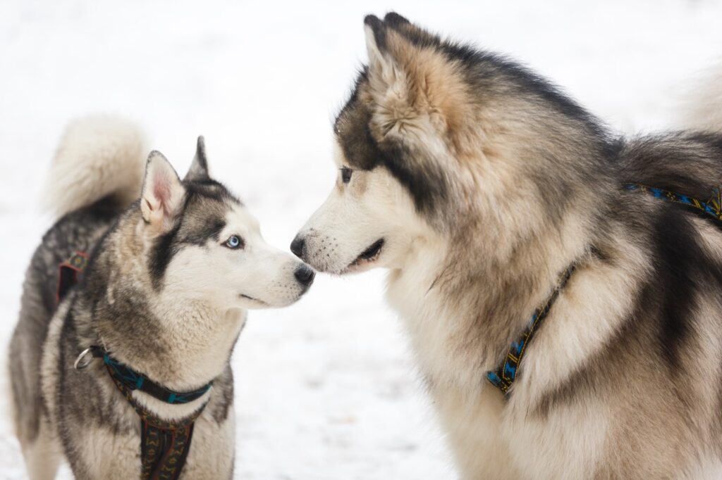 Siberian Huskey