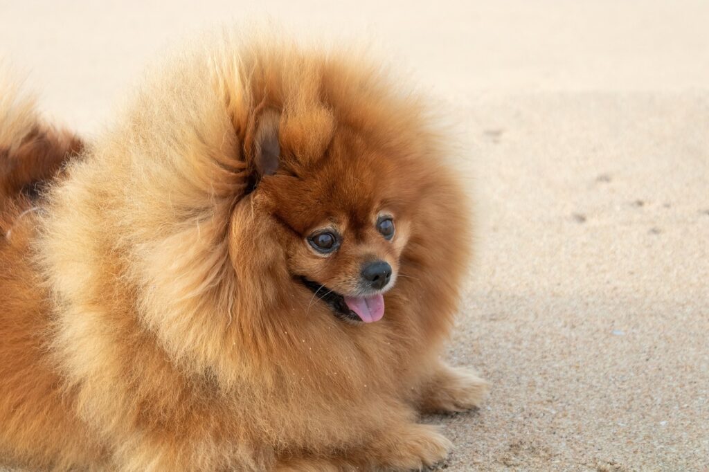 Fluffy Pomeranian