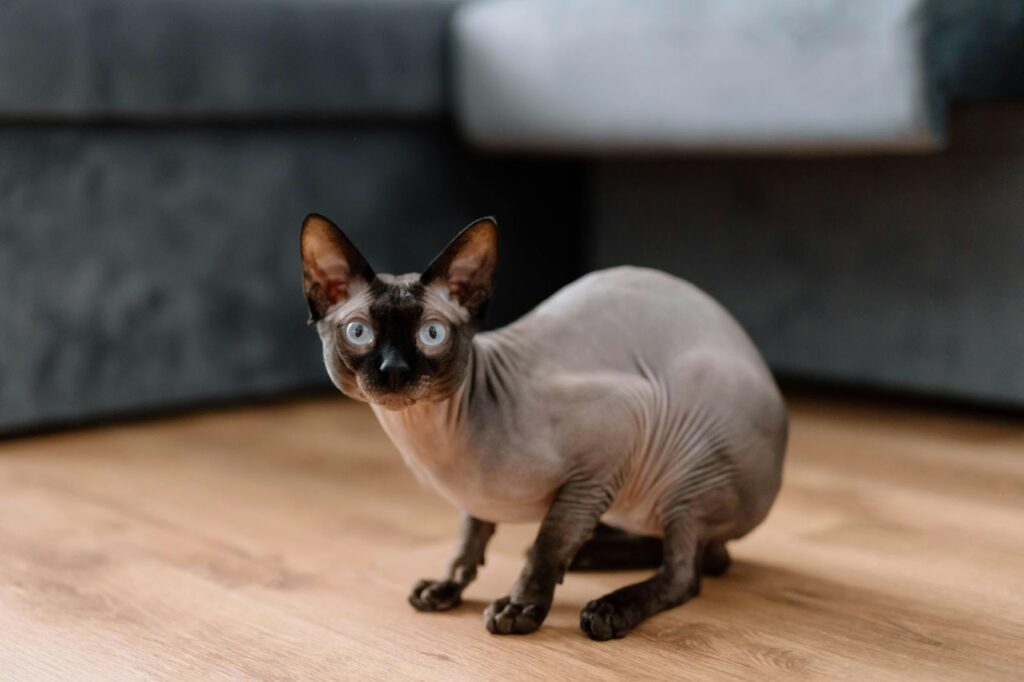 A Sphynx cat