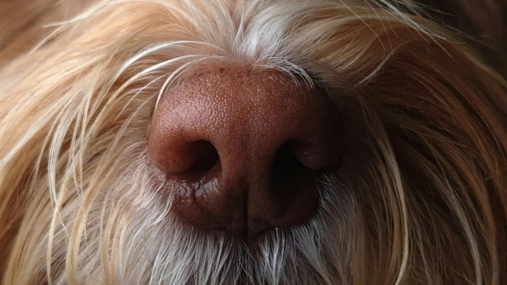 Closeup of a Dog's nose