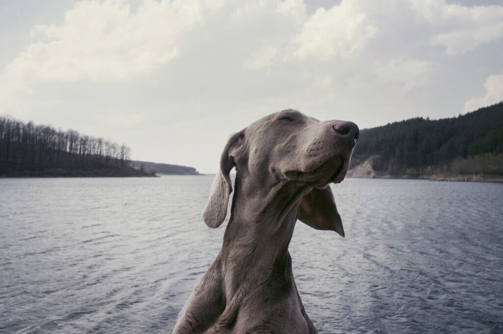 Weimaraner in a regal look