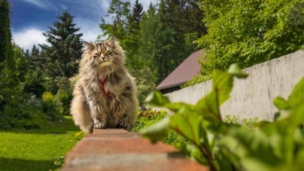 Siberian in the yard